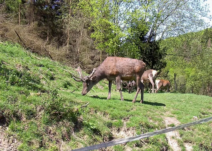 Birkenhain
